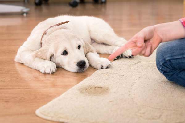 Best Carpet Cleaner For Old Pet Urine